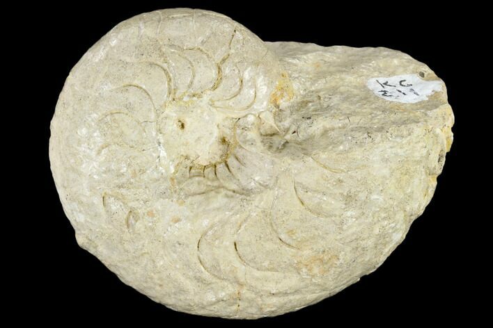 Fossil Ammonite (Pseudocenoceras) - Germany #117183
